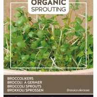 Buzzy® Organic Sprouting Broccolikers (BIO)